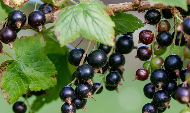 Ribes nero benefici proprieta controindicazioni