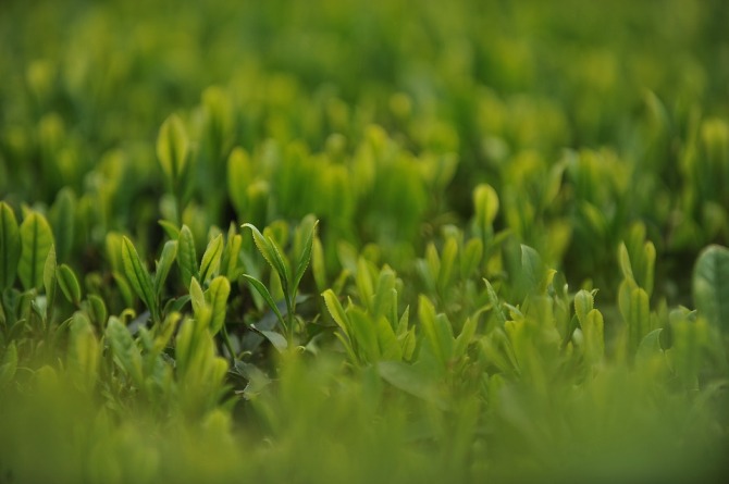 Tè verde