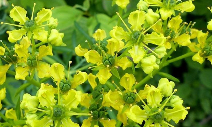 Ruta proprieta e benefici per stomaco e intestino