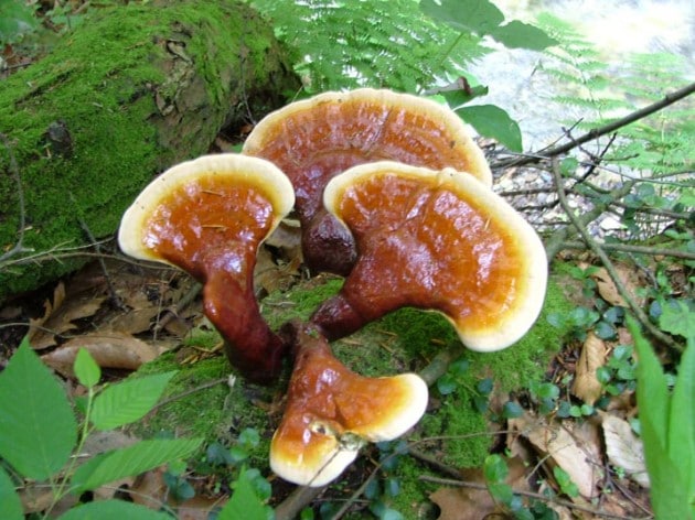 reishi fungo dell'immortalità
