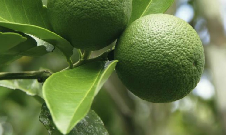 Cedro benefici proprieta per reni e intestino