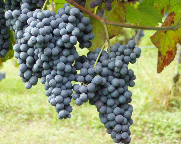 Uva proprietà, benefici e dieta
