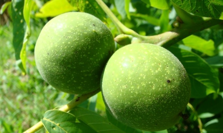 Mallo di noce: proprietà e benefici per i capelli