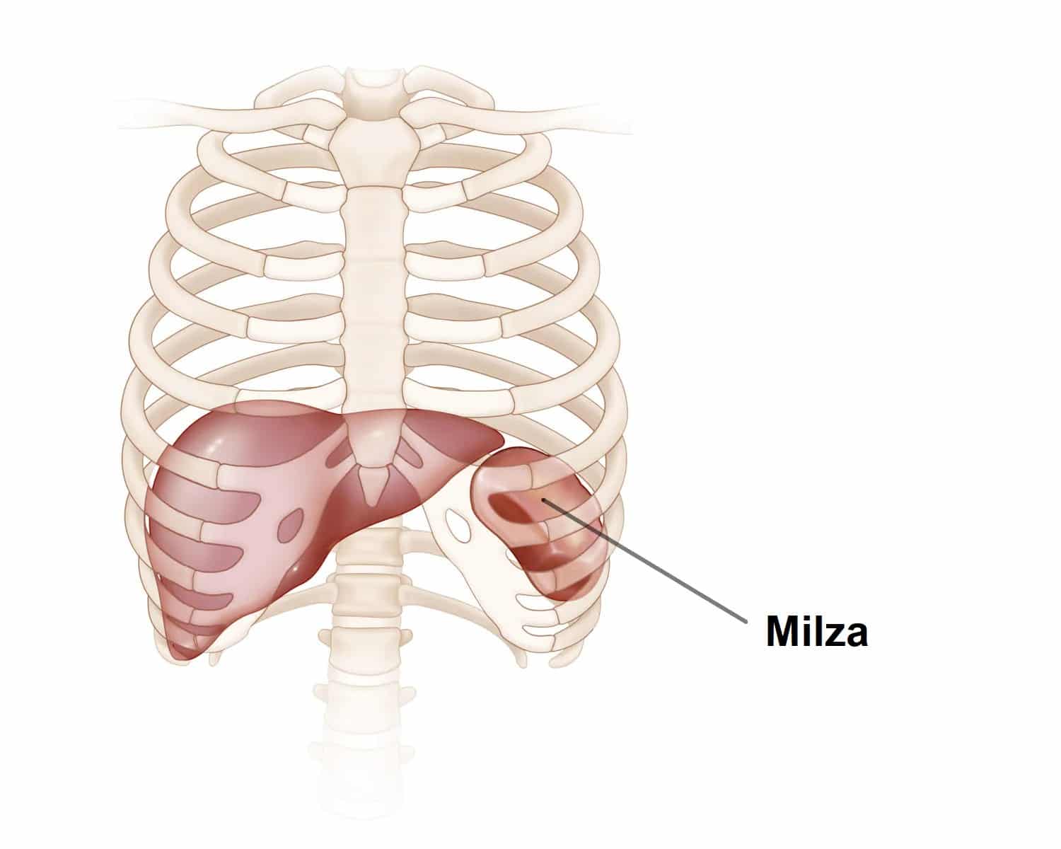 Posizione anatomica della milza