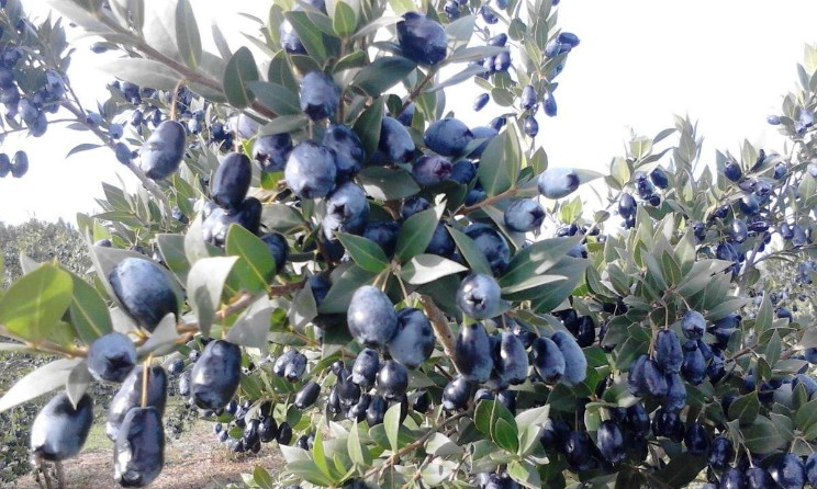 Mirto proprieta benefici e controindicazioni