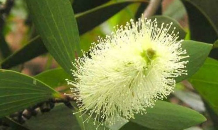 Olio essenziale di cajeput, benefici e controindicazioni