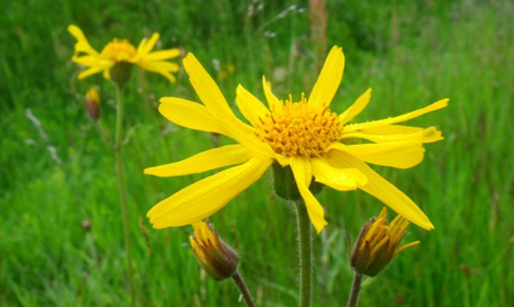 Fiori di arnica