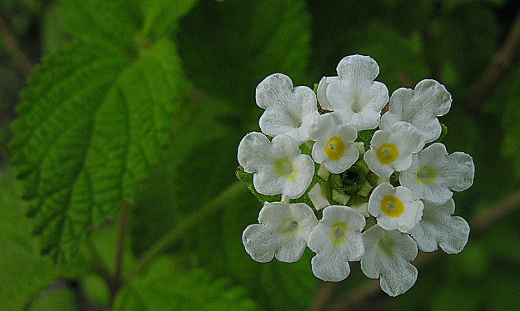 Lippia benefici proprieta e controindicazioni