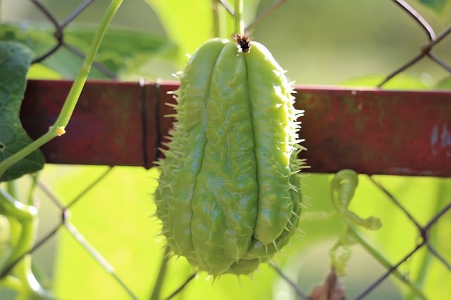 chayote, detto anche zucchina spinosa o melanzana spinosa