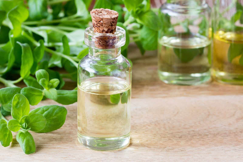 Olio essenziale di maggiorana, proprietà e benefici