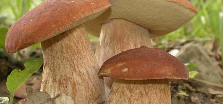 Funghi proprietà, benefici e controindicazioni