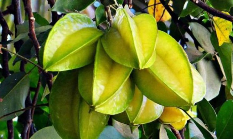 Carambola: proprietà, benefici e come si usa