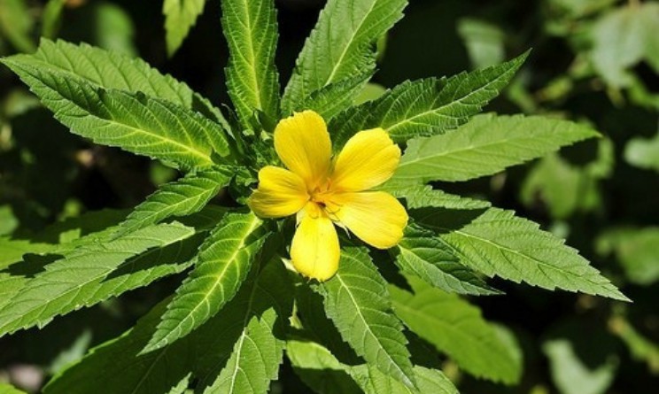 Damiana benefici proprieta e controindicazioni