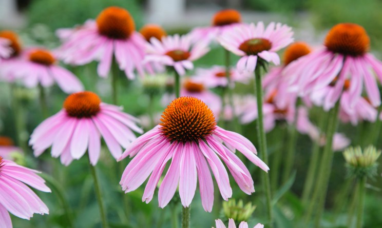 Echinacea contro raffreddore efficace