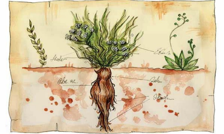 Mandragora