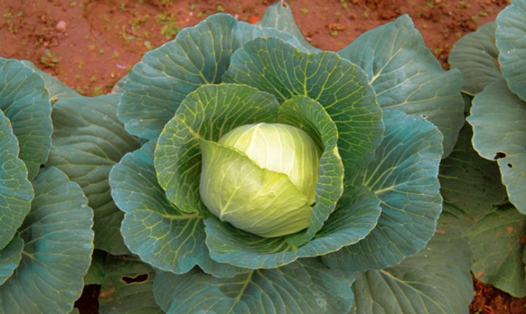 Cavolo cappuccio