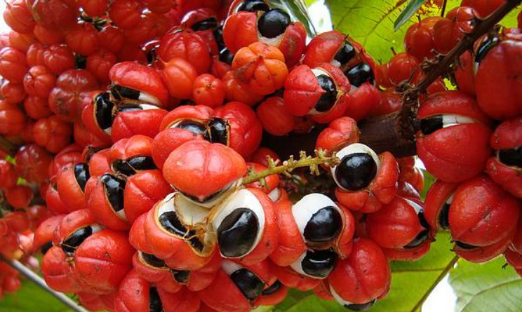 Guarana benefici e proprieta per il cervello