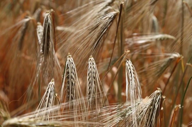 Alimenti con glutine: quali ne contengono di meno?