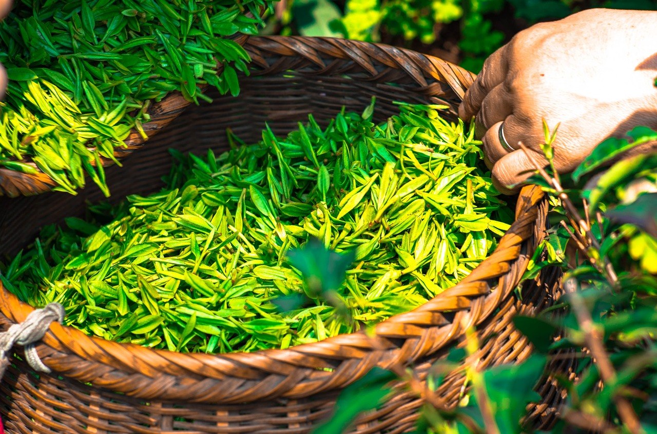 tè verde