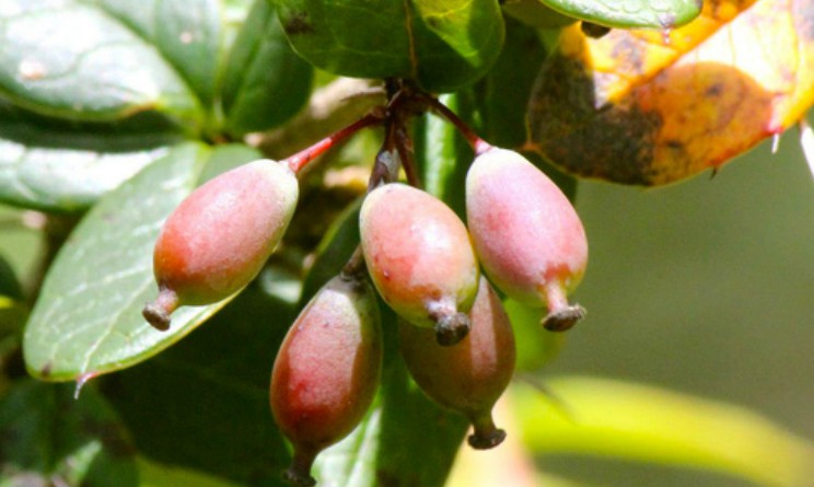 Chitra benefici proprieta e come usarlo