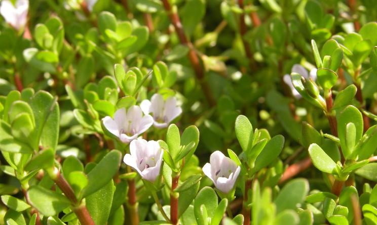 Bacopa Monneri benefici proprieta e controindicazioni