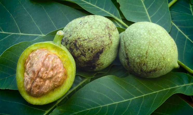 Mallo di noce benefici e proprieta per i capelli