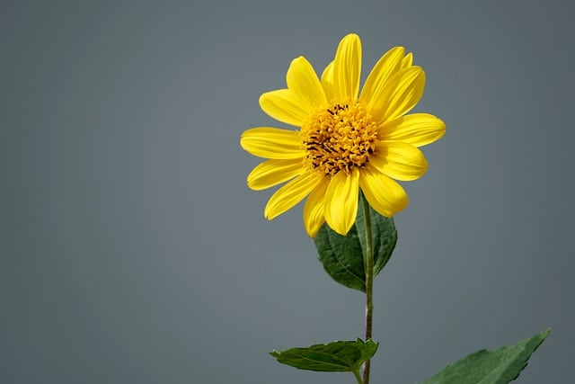 topinambur fiori