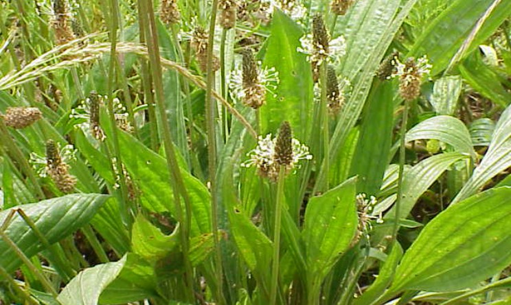 Piantaggine benefici e proprieta per le vie respiratorie