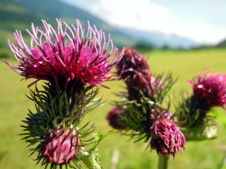 Cardo proprietà benefiche ed uso in cucina