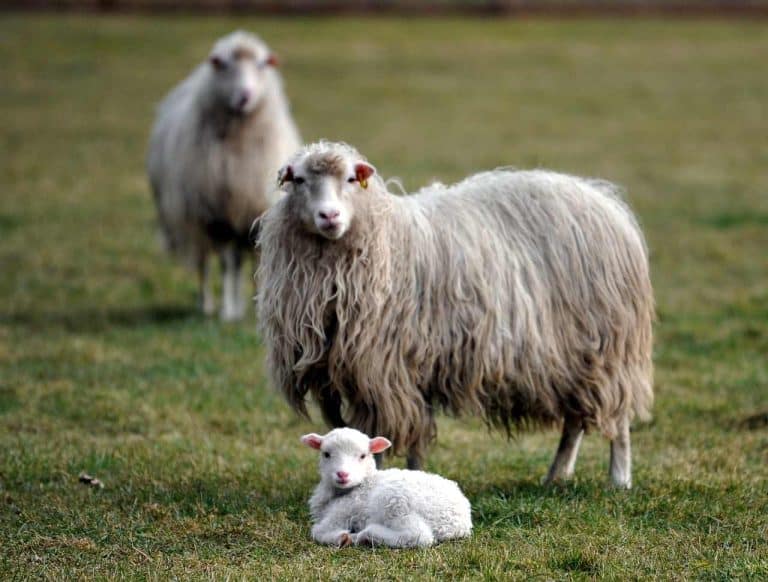 Le migliori alternative all’agnello a Pasqua
