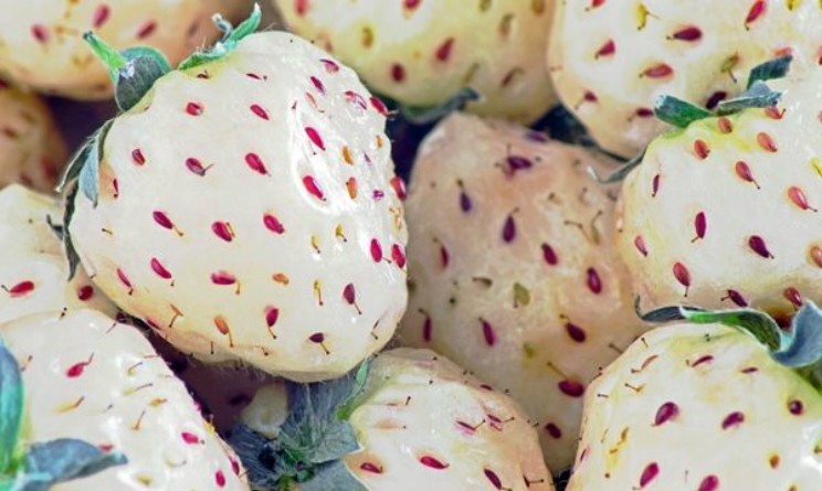 Fragola bianca: cos’è, proprietà e benefici