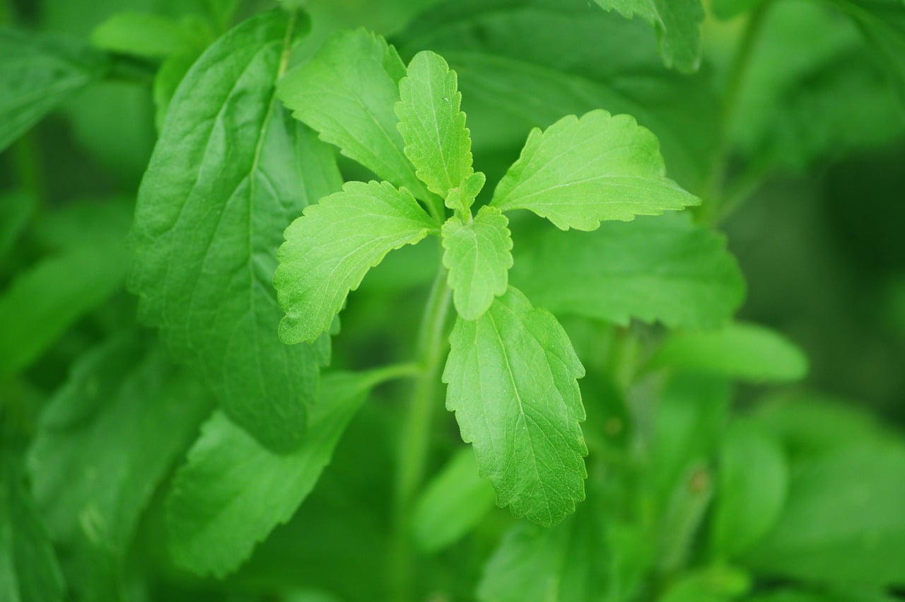 Combattere il diabete con la stevia