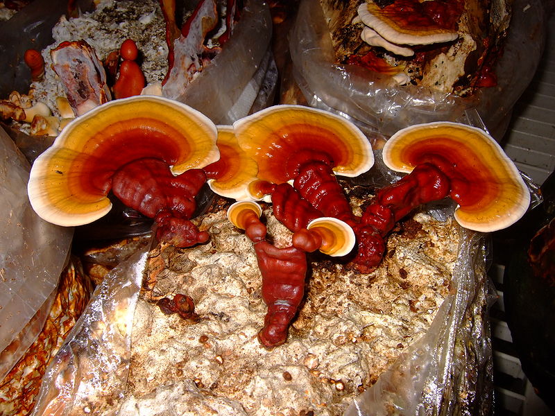 Il fungo dell’immortalità che arriva dalla Cina: il Reishi