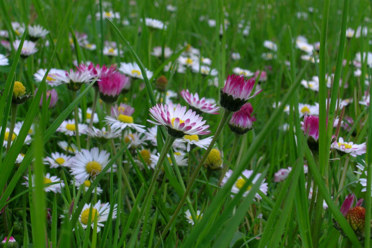 Fiori di campo: ecco cosa colora maggio