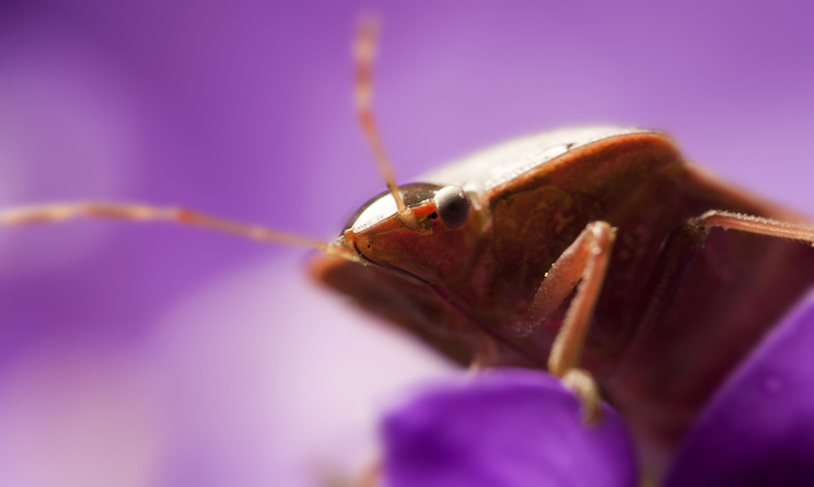 Come allontanare le cimici da casa: rimedi naturali per eliminarle