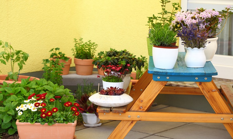 Piante da balcone: zenzero e altri 4 rimedi naturali da coltivare in casa