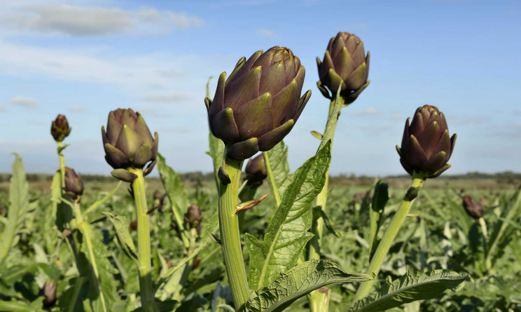 carciofo per depurare il fegato