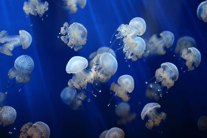 Punture di medusa: 10 rimedi naturali efficaci per non provare dolore
