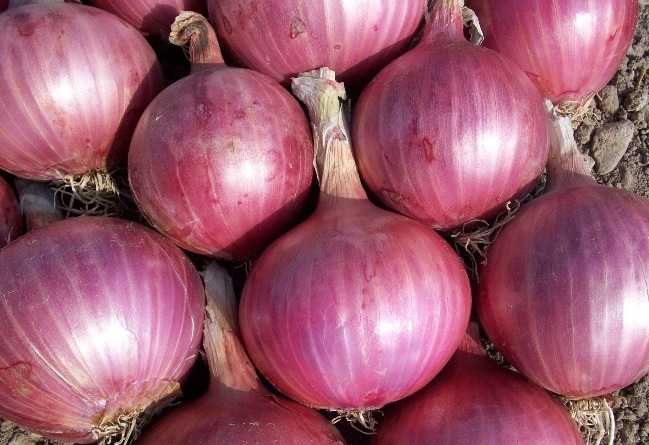 cipolle rosse rimedio naturale anti-tumore