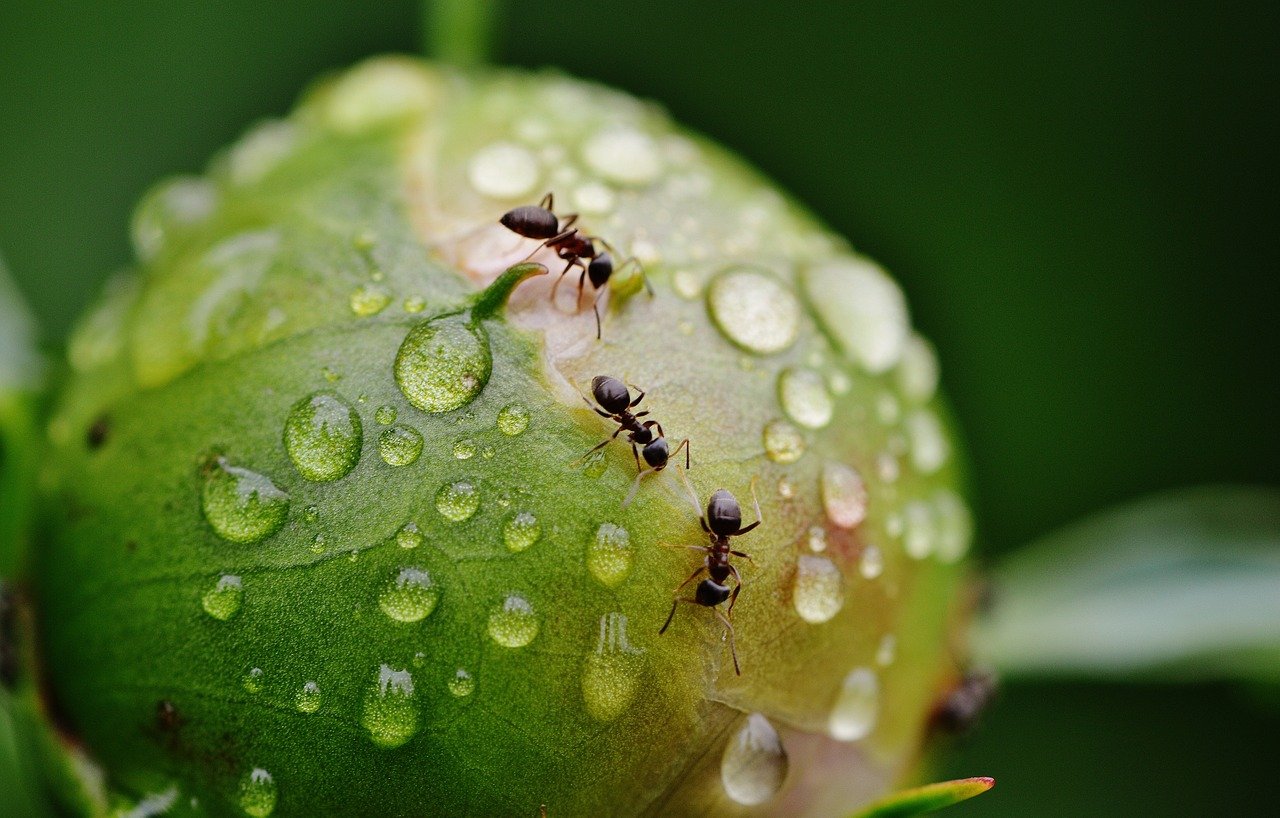Rimedi naturali per le formiche: 5 consigli