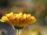 calendula officinalis