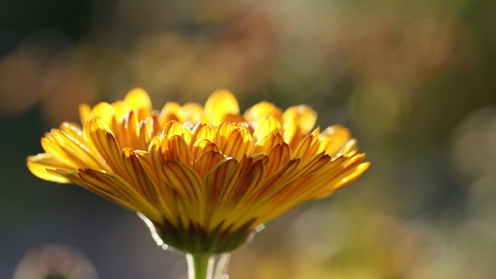 Calendula rimedio naturale contro scottature, dolori mestruali e colite