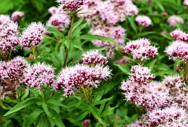 valeriana proprietà