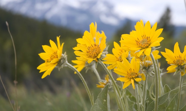 Tisana all’arnica: rimedio naturale contro dolori muscolari e articolari