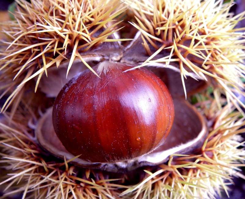 Le castagne fanno male? Proprietà, benefici e controindicazioni