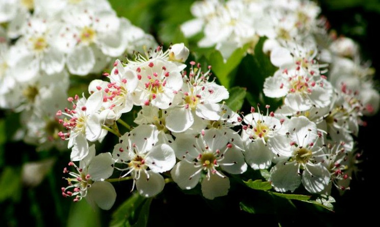 Tisana al biancospino contro ipertensione