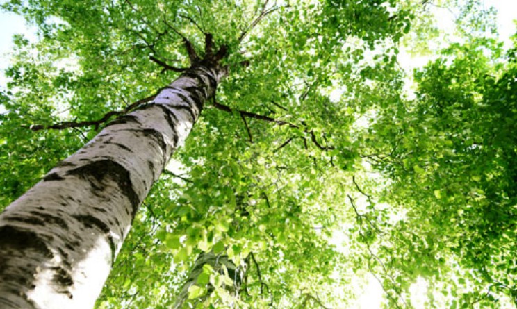 Betulla, proprietà ed uso come rimedio naturale