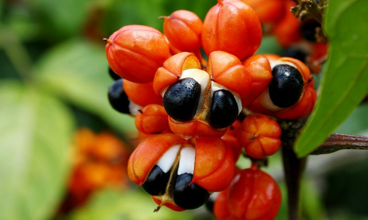 Guarana proprieta e benefici per il cervello