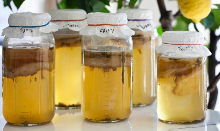 Kombucha: proprietà e benefici per l’intestino e lo stomaco