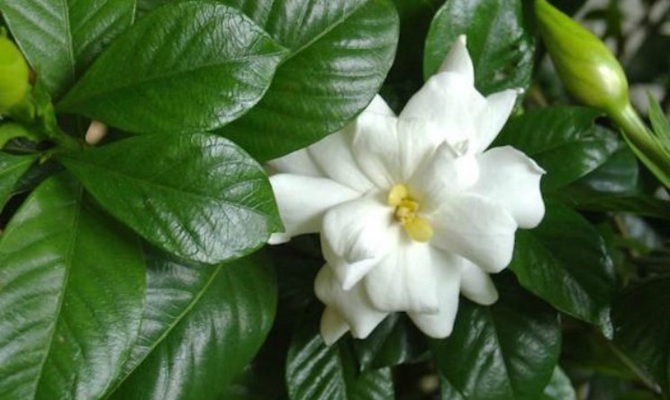Tisana ai frutti di gardenia per la circolazione, proprieta e benefici